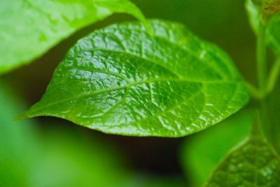 Sinocalycanthus chinensis - sazaníkovec čínský - list